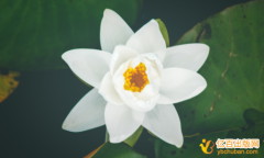 专著类成果正式出版如何证明